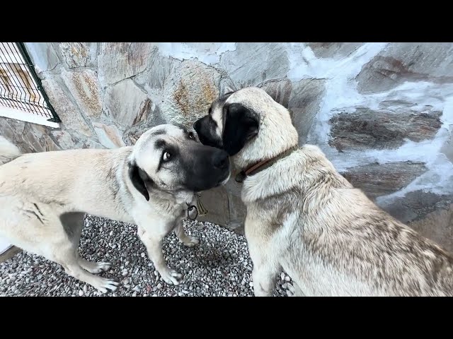 Kangal Hirtenhunde ein Jahr alt in Alanya Türkei 1. Februar 2025| Kangal Dogs