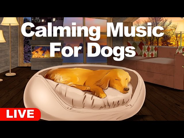 24HR Calming Music For Dogs 😴