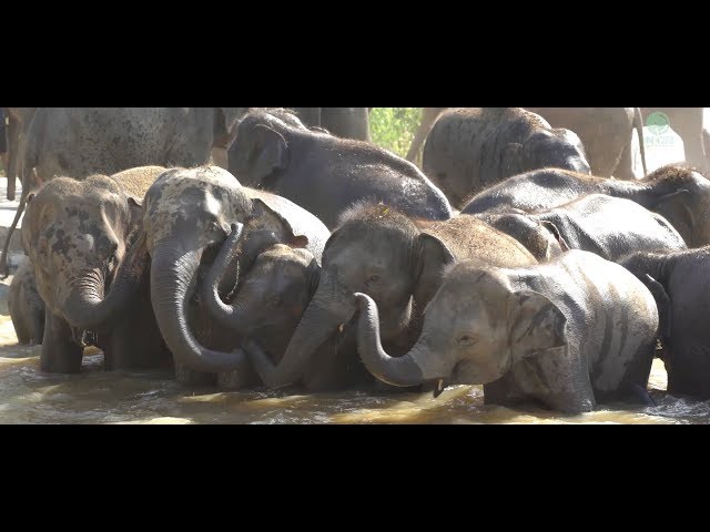 Open the new home for elephants Surin Khun Chai Thong - ElephantNews