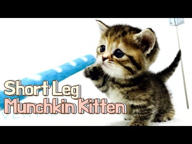 Short leg munchkin kitten video cute kitten