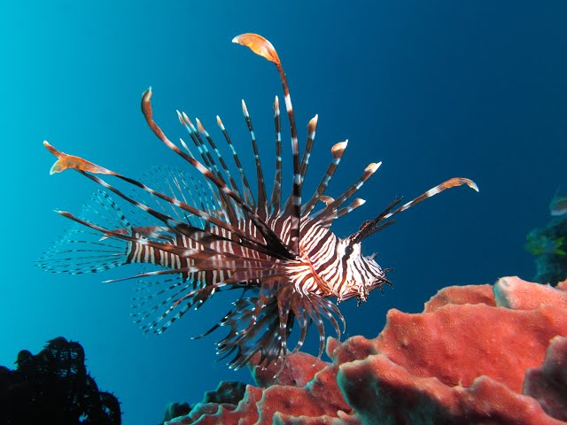 Egypt Liveaboard - Red Sea Lion Fish 360° - 4K