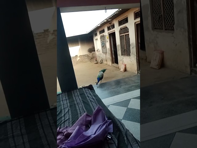 मोर की जीवन शैली और उसकी आदत🦚🦚#village#peacock#village