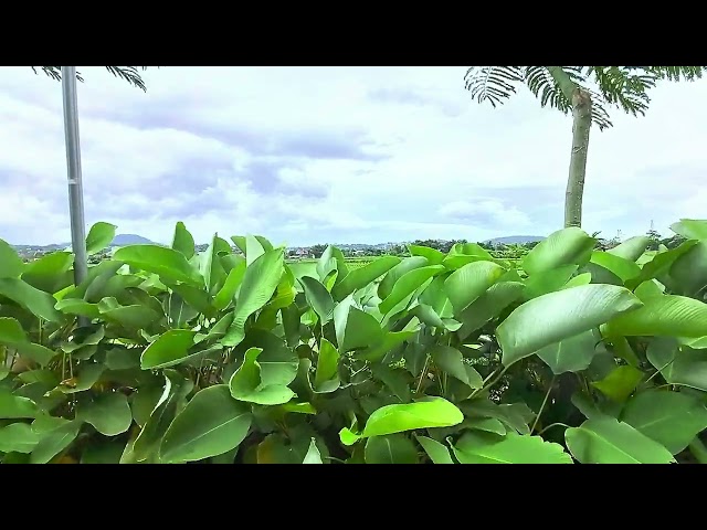 LEAVES - FREE COPYRIGHT VIDEO STOCK  FREE VIDEO STOCK FOOTAGE