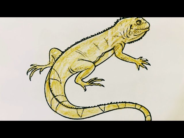 🦎 Garden Lizard Coloring Video | Fun & Relaxing Drawing | Motin Art Video