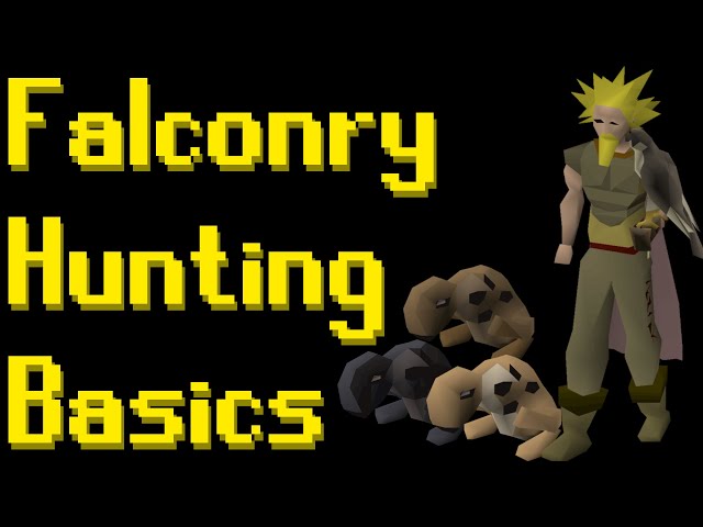 Basic Falconry Guide 2021 (OSRS)