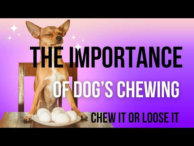 Why dogs don’t chew their food entirely?