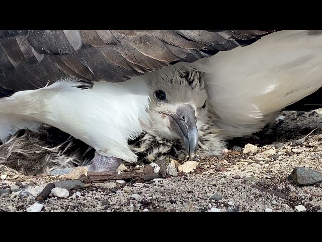 View from the Nest: Part 4 of the Albatross Chick Experience on Midway Atoll