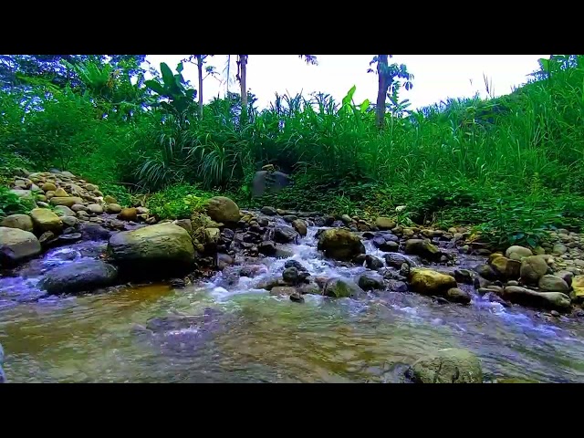 Sounds of Nature, Gentle Stream and Forest Birds Chirping, White Noise for Sleeping, ASMR, Relaxing