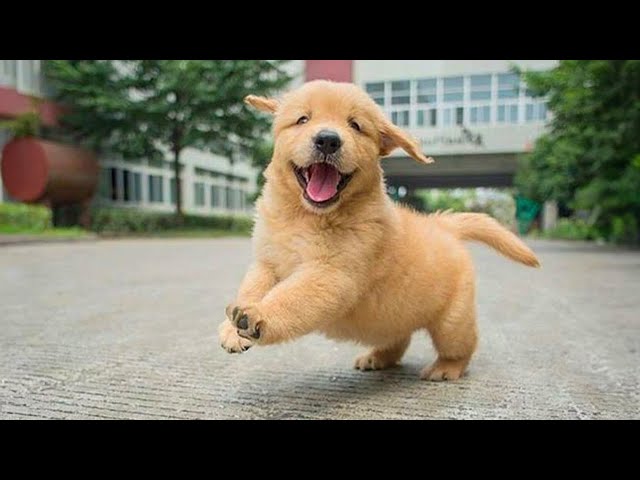 FUNNY PUPPIES that will make you LAUGH 😁 Funny Animals Videos 2024