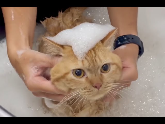 Cat Cute 1 | Funny Cat | Clip Mèo Hài Hước | Follow Me