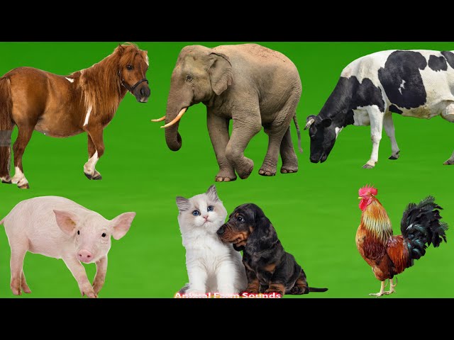 Adorable Animal Moments: Duck, Sheep, Elephant, Buffalo, Dog, Cat, Chicken, Goat - Animal Sounds