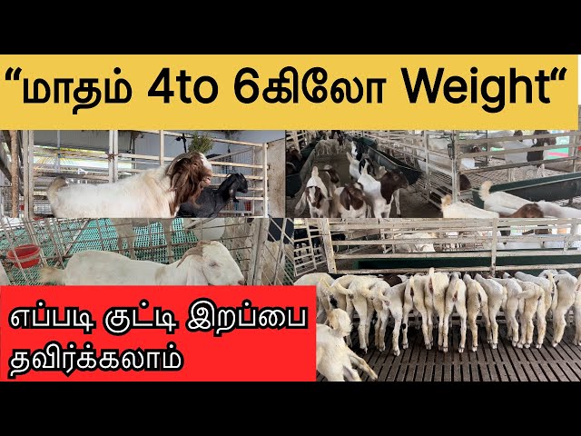 மாதம் 4 to 6 கிலோ😳😳 வரை|How to increase the weight of goat kid|