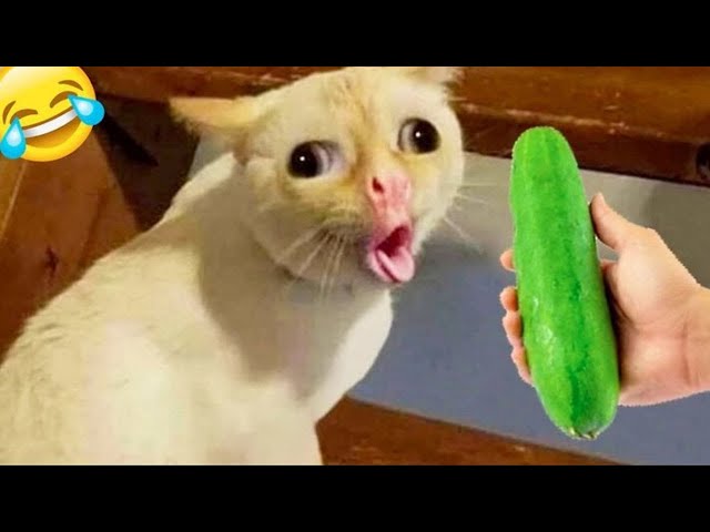 Funniest Animals 😄 New Funny Cats and Dogs Videos 2024 😹🐶 #773