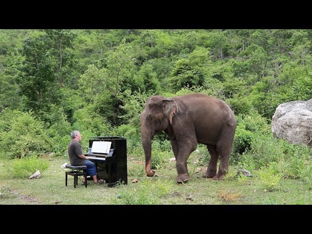 Chopin on Piano for Romsai the Elephant