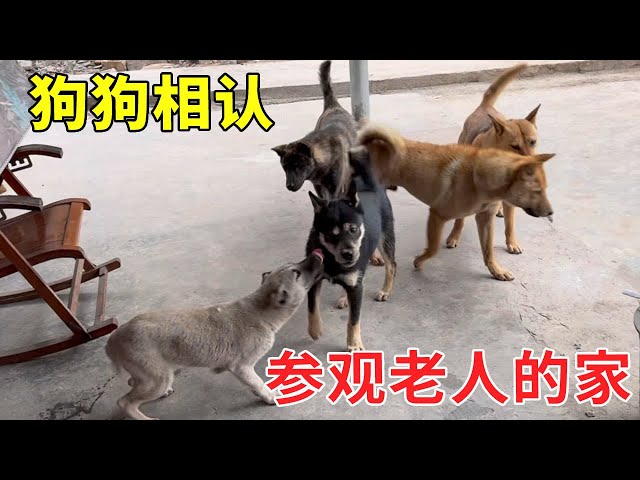 Zhigang took Xiao Liu to attend the retired old man's new home. when he met the dog he bought for t