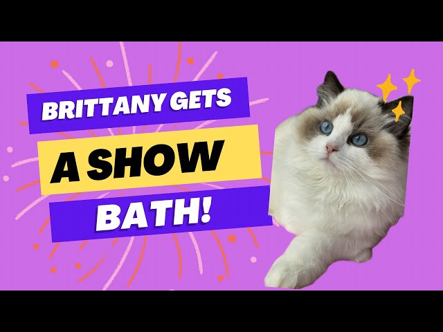 How To Give A Ragdoll Cat A Show Bath