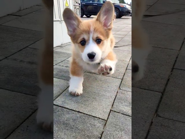 My Corgi Shakes... Off! 🐶😂 #corgi #puppy #pets #dogs