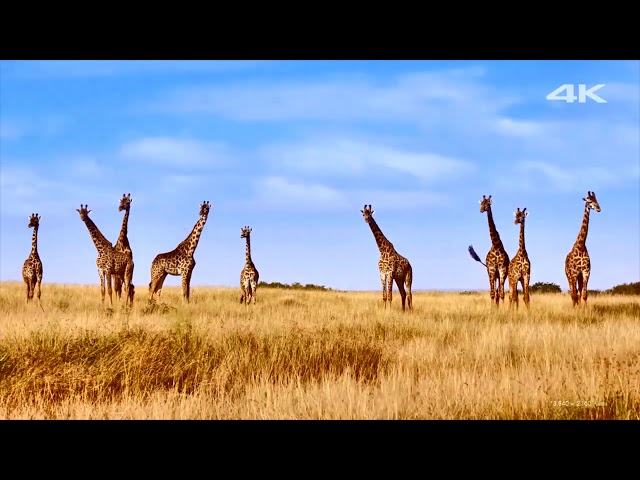 Giraffes Lifestyle And Behaviours | Amazing Giraffes Video For Kids | Animal's Galaxy | 2021