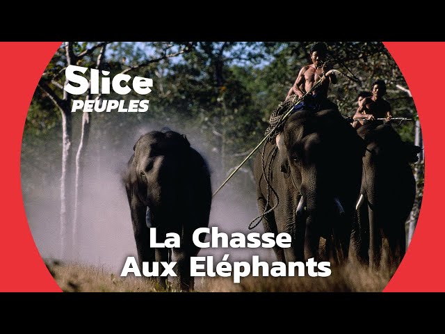 Les Chevaliers d'Ivoire : L' art de capturer des éléphants sauvages | SLICE PEUPLES