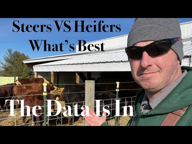 Steers Vs. Heifers, What is better to raise for beef?