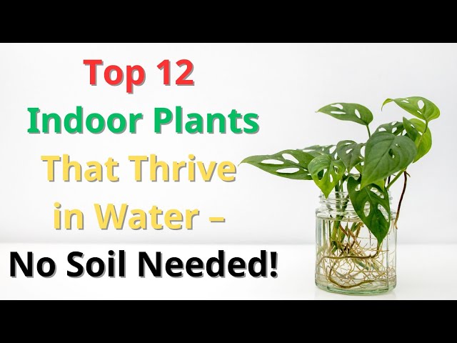 12 Indoor Plants That Thrive in Water – No Soil Needed!