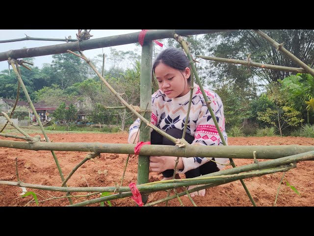 Build bamboo fences, ripe garden fruits, rural life #4