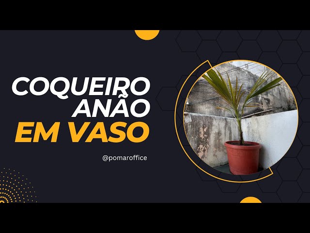 Transferência de Vaso de Coqueiro Anão - Passo a Passo para um Crescimento Saudável