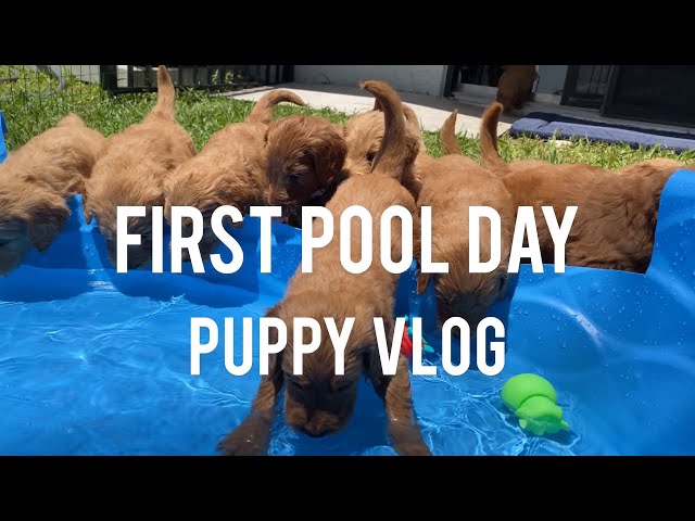 PUPPY VLOG - Puppies first pool day!