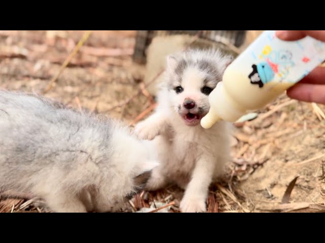 La mamá zorra 🦊 me confió sus cachorros. Son tan obedientes como mis propios hijos. 🦊😘❤👍👍👍