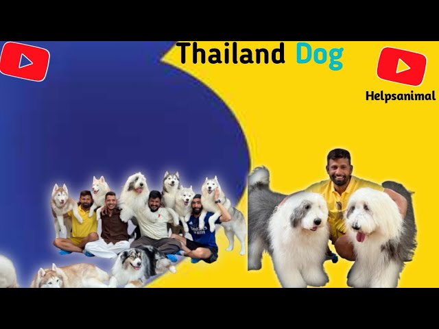 Thailand dog video || indian डॉग वीडियो || डॉग वीडियो 2025 @Helpsanimal