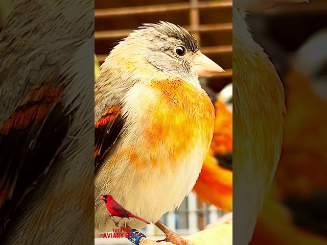 Female Red Siskin #birds #bird #aviary #nature