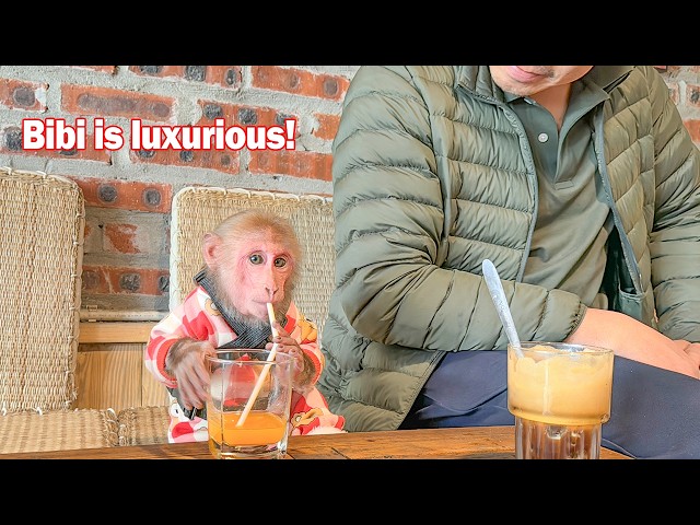 Bibi was bored at home so he asked Dad go to the coffee shop to drink juice!