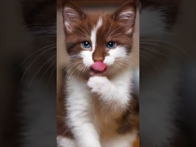 Watch This Cat Beg For Chocolate In The Most Adorable Way