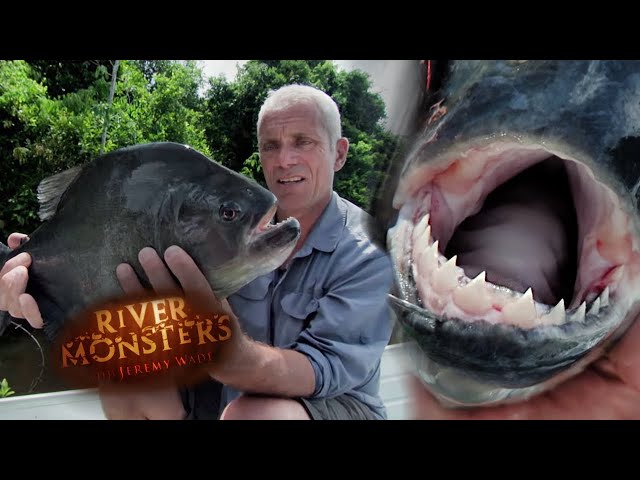 Jeremy Reels In A Black Piranha! | PIRANHA | River Monsters