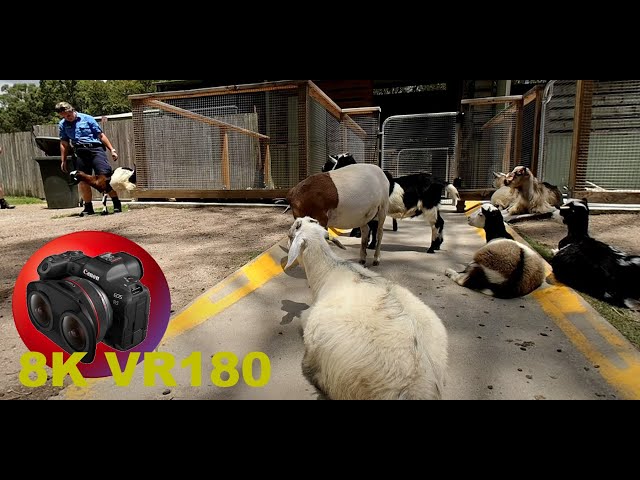 8K VR180 SHEEP GOATS ALPACAS at the petting zoo in Paradise Country in 3D (Travel/Lego/ASMR/Music)