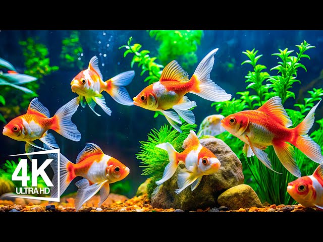 A World Beneath: Stunning 4K VIDEO Aquarium Vistas | 4K Ocean Wonders