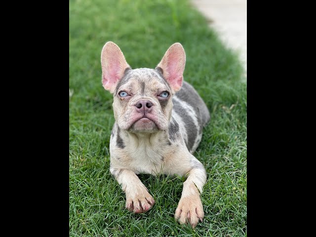 Cameron Diaz,  the Lilac Tri Merle French Bulldog and Happy Mother's Day 2022 from UB!!!