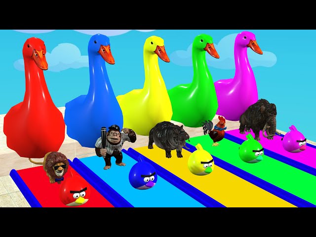 5 Giant Duck Cartoon,Cow,Elephant,Tiger,Lion,Dinosaur,Paint Wild Animals Crossing Fountain Animation