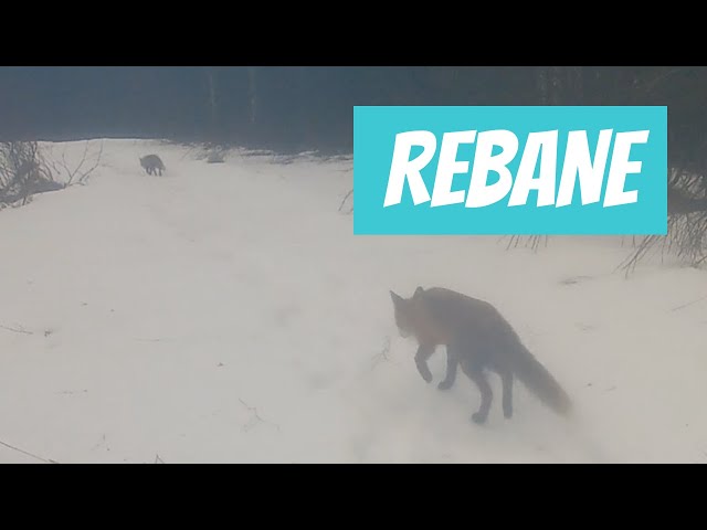 Rebane, Vulpes vulpes, Red fox - Eesti imetaja