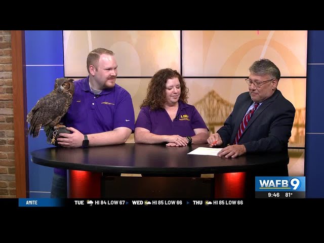 Wildlife rehabilitation at the LSU Vet School