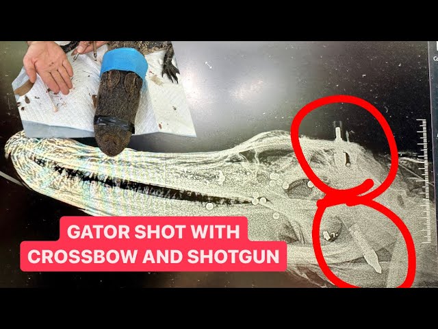 Trying to rescue a gator shot by crossbow TWICE and shotgun