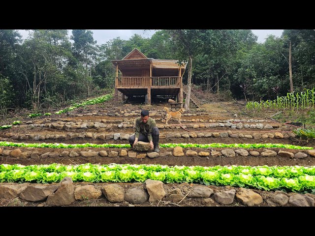 #5 Transforming the Wild Forest into a Dream Farm – Growing green vegetables on terraced fields