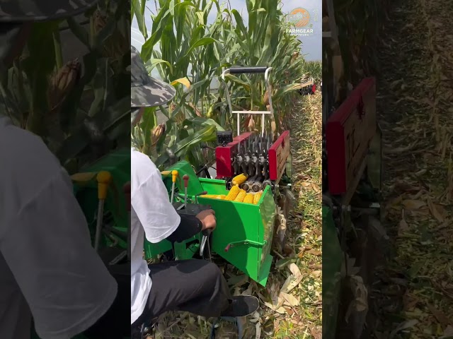 Rice Harvesting with Insane Agricultural Machinery in Action! #shorts #agriculturalmachinery