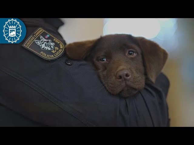 Mi nombre es Keta🐕‍🦺 #PolicíaLocalMálaga 🐾#FelizNavidad y Próspero #AñoNuevo🎄 #Navidad #Málaga #Keta