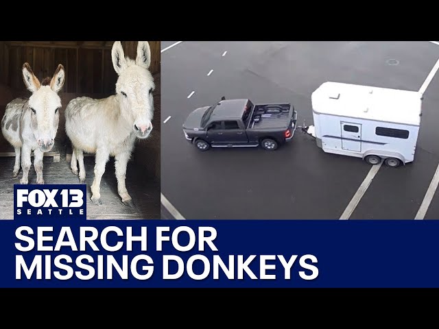 Search underway for missing mini donkeys in WA | FOX 13 Seattle