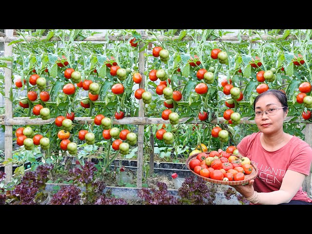 This Is The Easiest Way To Grow High Yielding Tomatoes At Home