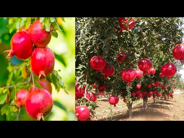 New Technique To Grow Pomegranate From Cutting Used Aloe Vera | Anar Ki Ped