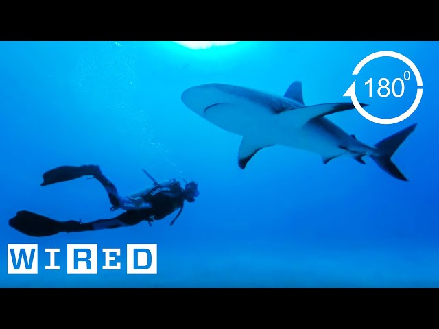 How Researchers Keep Humans Safe From Shark Attacks (180°)| Damage Control | WIRED