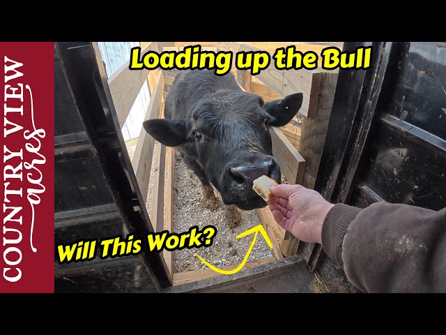 Loading up the Rental Bull, Will Peanut Butter Sandwiches Help?  It's Time to feed out the Steers.