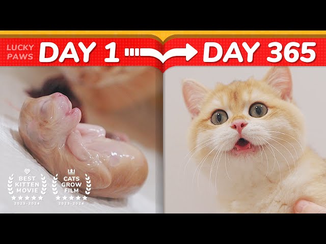 😂Cat Hater's Nightmare! - How Kittens Grow Up 0-365 Days